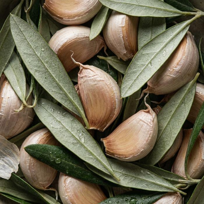Knoblauch und Olivenblatt